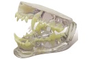 iM3 D1055 Modelo dentário de um canídeo
