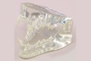 iM3 D1050 Modelo dentário de um felino