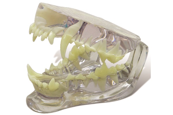 Modelo dentário de canídeo